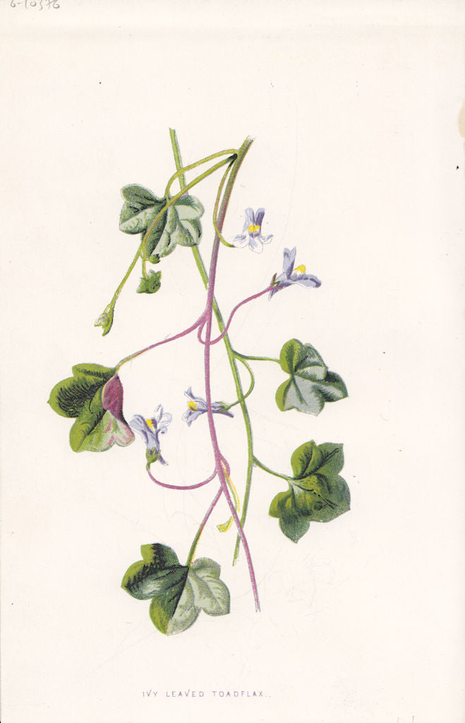 FLOWERS. Ivy-Leaved Toad-Flax c1895 old antique vintage print picture